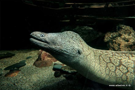 Elba Aquarium